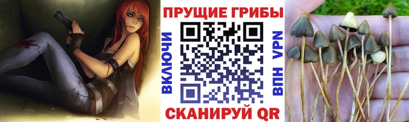 Галлюциногенные грибы GOLDEN TEACHER  Руза 